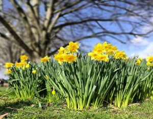 Spring Miscellany